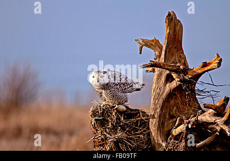 Prêt à voler ! Banque D'Images