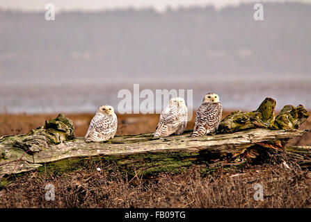 Les Harfangs triple sur la vieille souche - Vancouver Banque D'Images