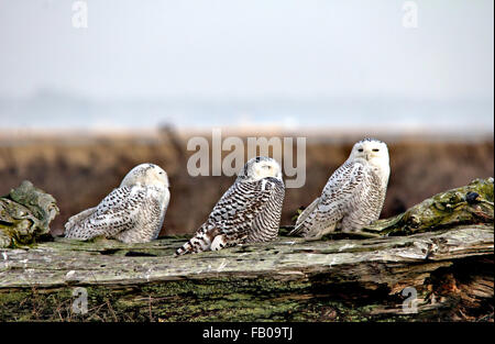 Chouettes somnolents Banque D'Images