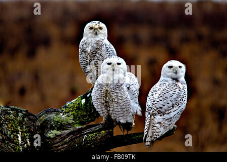 Funny Triple harfangs Banque D'Images