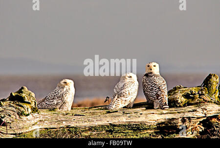 Trois femelles harfangs Banque D'Images