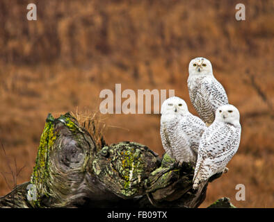 Les Harfangs triple sur moignon vieux Vancouver,Canada Banque D'Images