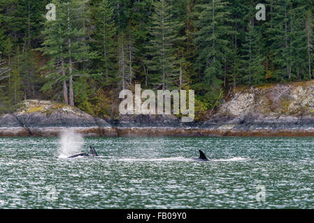 L'épaulard (Orcinus orca), au large de la côte, l'épaulard, Orford River, l'île de Vancouver, Colombie-Britannique, Canada Banque D'Images