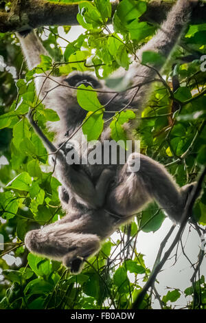 Une femme de la gibbon Javan (Hylobates moloch, gibbon argenté) transportant un bébé alors qu'elle est en quête de nourriture dans le parc national de Gunung Halimun Salak. Banque D'Images