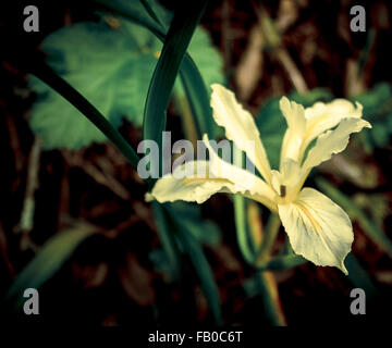 Purdy's Wild iris, pouvant atteindre pour le soleil entre le sol de la forêt de séquoia de la Californie du Nord. Banque D'Images