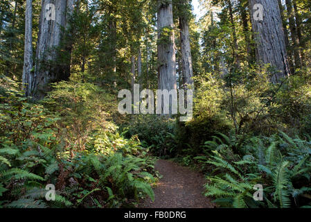 Un chemin dans la Lady Bird Johnson Grove au Redwood National Park en Californie du Nord, USA. Banque D'Images