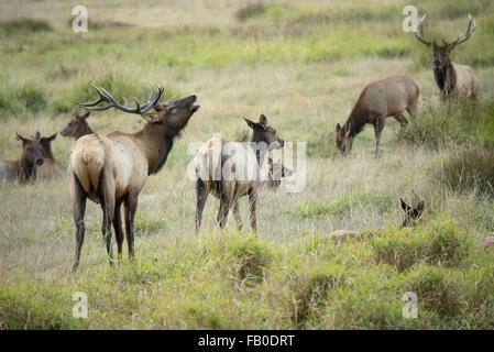 Elk protégées paît dans Elk Prairie, une partie de la Prairie Creek Redwoods State Park dans le Nord de la Californie, USA. Banque D'Images