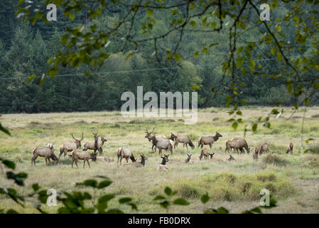 Elk protégées paît dans Elk Prairie, une partie de la Prairie Creek Redwoods State Park dans le Nord de la Californie, USA. Banque D'Images