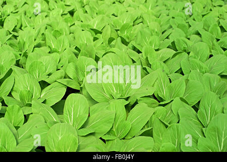 Laitues biologiques dans des plantes de serre cultivées pakchoi Banque D'Images