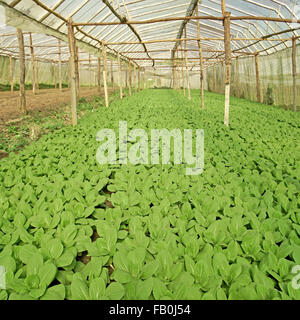 Laitues biologiques dans des plantes de serre cultivées pakchoi Banque D'Images