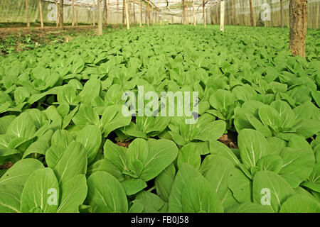 Laitues biologiques dans des plantes de serre cultivées pakchoi Banque D'Images