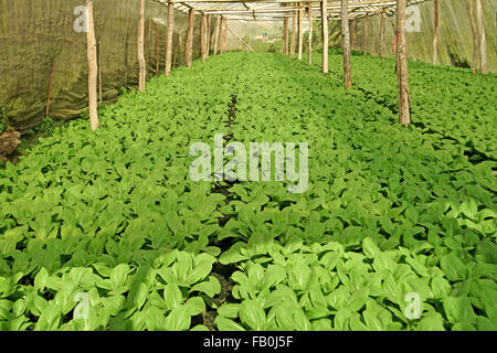 Laitues biologiques dans des plantes de serre cultivées pakchoi Banque D'Images