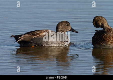 Le Canard chipeau (Mareca strepera) Banque D'Images