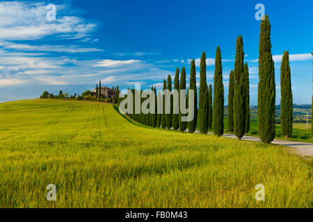 Une ligne d'arbres menant à une maison en Toscane, Italie Banque D'Images