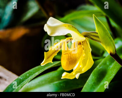 Libre d'un beau jaune Lady's Slipper Orchid Banque D'Images