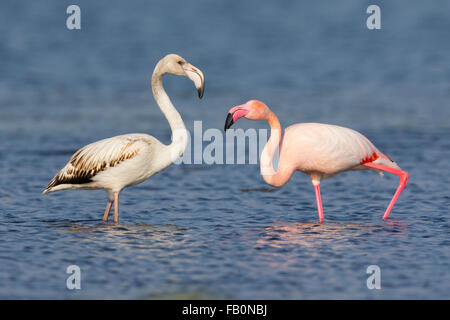 Flamant rose (Phoenicopterus roseus), juvénile et adulte debout dans l'eau, Salalah, Oman Dhofar, Banque D'Images