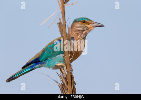 Rouleau (Coracias benghalensis indien), debout sur une branche, le Gouvernorat de Qurayyat, Muscat, Oman Banque D'Images