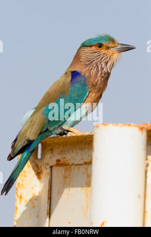 Rouleau (Coracias benghalensis indien), debout sur un poteau, Qurayyat, Muscat, Oman Gouvernorat Banque D'Images