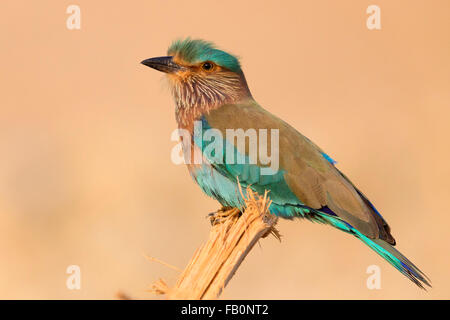 Rouleau (Coracias benghalensis indien), perché sur un morceau de bois, le Gouvernorat de Qurayyat, Muscat, Oman Banque D'Images