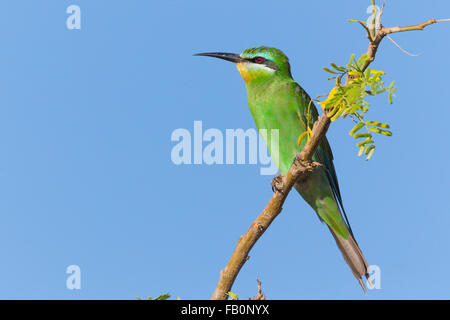 Blue-cheeked Bee-eater (Merops persicus), perché sur une branche, Salalah, Oman Dhofar, Banque D'Images