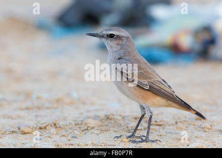 Traquet à tête rouge (Oenanthe oenanthe chrysopygia), debout sur le sol, le Gouvernorat de Qurayyat, Muscat, Oman Banque D'Images