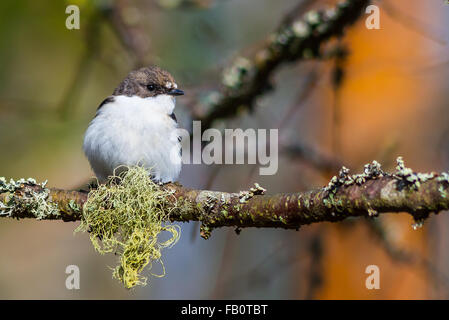 Single European pied flycatcher oiseau posé sur la branche Banque D'Images