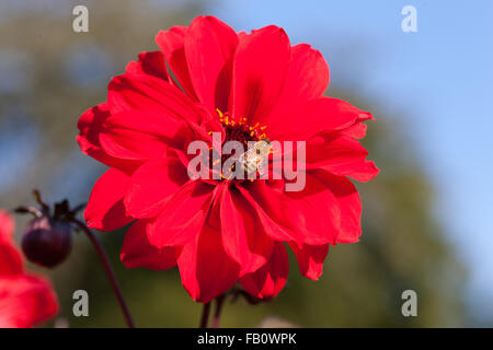 'Évêque de Llandaff' fleur de pivoine Dahlia, Piondahlia (Dahlia x pinnata) Banque D'Images