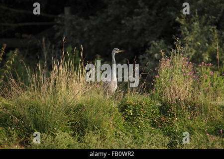 Héron cendré (Ardea cinerea) immature, se tenait sur la banque d'herbe sur l'étang, Leicestershire, UK, Juillet Banque D'Images