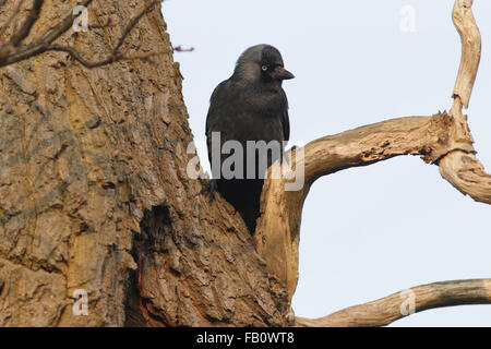 Choucas (Corvus monedula) adulte, perché à nid, terres agricoles, West Yorkshire, UK, avril Banque D'Images