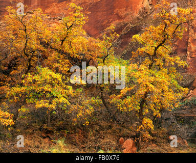 Oaks Gambel dans Davis Gulch Lake Powell Utah USA Banque D'Images