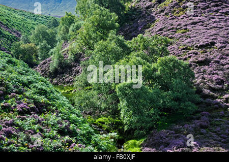 Silver Birch arbres poussant sur les pentes de la floraison mauve et vert profond Heather Bracken en Amérique du Derbyshire, Angleterre. Banque D'Images