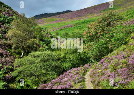 Sentier menant le long de Fairbrook, Kinder scout dans le Derbyshire, le long d'une journée d'été. Banque D'Images