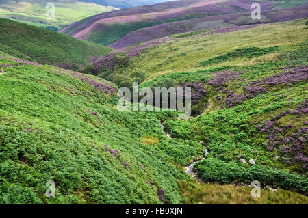 Paysage vert et violet de la bruyère et la fougère à Fairbrook dans le Peak District, Derbyshire. Banque D'Images