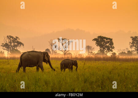 Elephant et son veau Banque D'Images