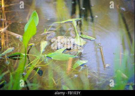 Grenouille comestible vert, également connu sous le nom d'eau commun Grenouille , se trouve sur l'eau Banque D'Images