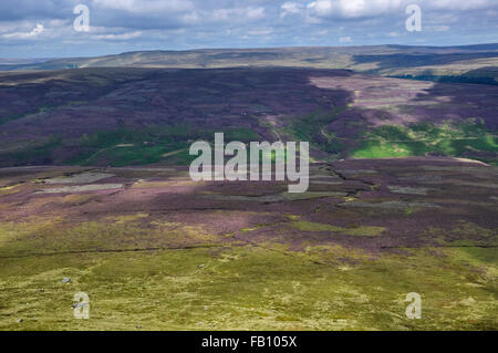 Dans les landes couvertes de bruyère High Peak, Derbyshire. Banque D'Images