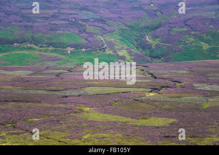 Dans les landes couvertes de bruyère High Peak, Derbyshire. Banque D'Images