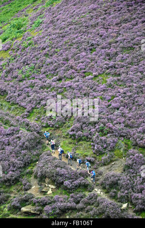 Un groupe de marcheurs sur une colline couverte de bruyère dans le Peak District, Derbyshire, Angleterre. Banque D'Images