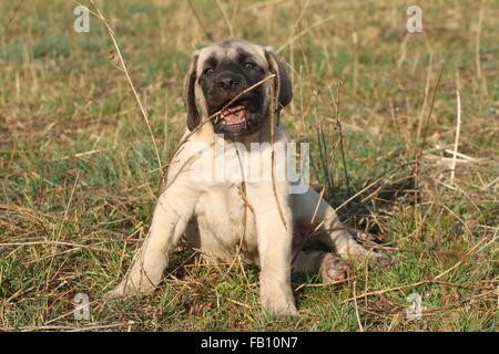 Old English Mastiff Puppy sitting Banque D'Images