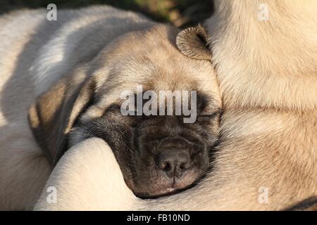 Chiots Mastiff anglais ancien Banque D'Images