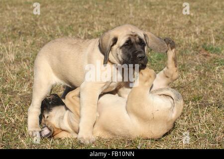 Chiots Mastiff anglais ancien Banque D'Images