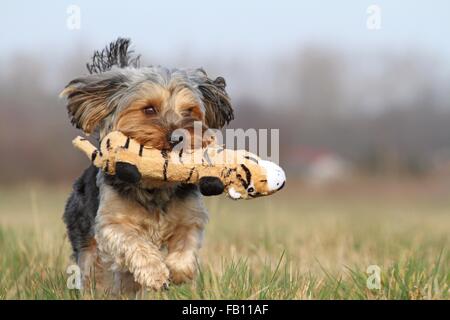 Lecture Yorkshire-Terrier-Winterlore Banque D'Images