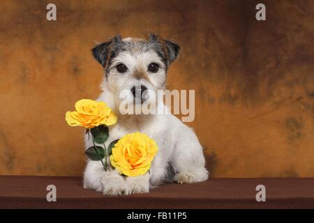 Lying Parson Russell Terrier Banque D'Images