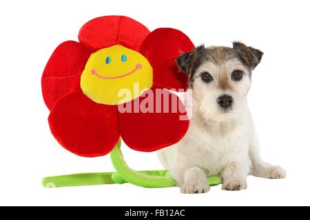 Cute Parson Russell Terrier Banque D'Images