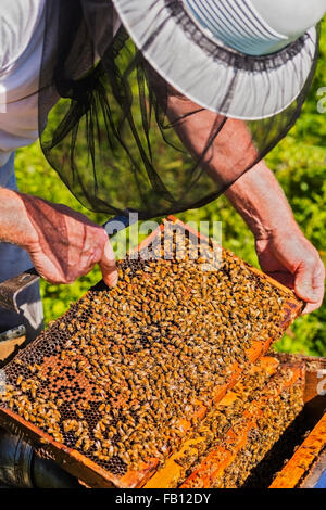 Combinaison de protection de l'apiculteur en nid d'abeille avec frame Banque D'Images