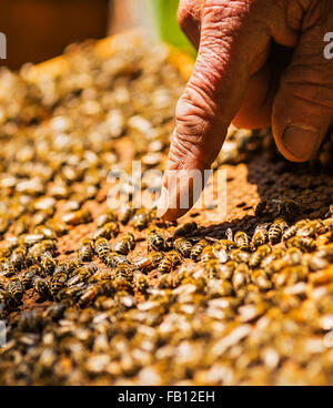 Pointant sur reine des abeilles de l'Apiculteur Banque D'Images