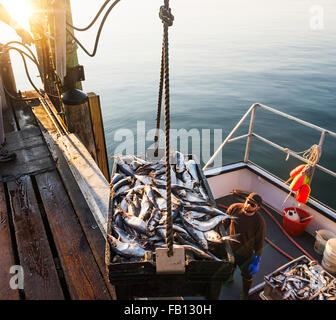 Les hommes poissons chargement sur le bateau Banque D'Images