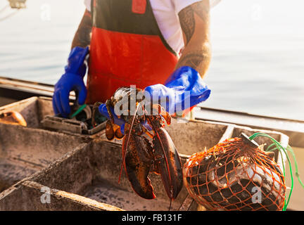 Fisherman holding lobster Banque D'Images