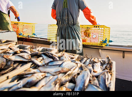 Deux pêcheurs lançant des casiers à homard Banque D'Images