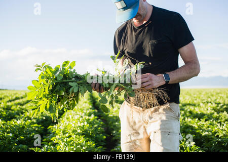 Mature man holding green plant Banque D'Images